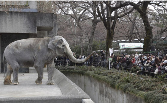 أقدم أفيال في العالم: قصصهم ستخطف قلبك صورة رقم 3