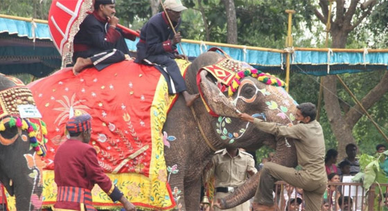 أقدم أفيال في العالم: قصصهم ستخطف قلبك صورة رقم 2