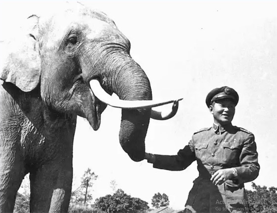 أقدم أفيال في العالم: قصصهم ستخطف قلبك صورة رقم 4