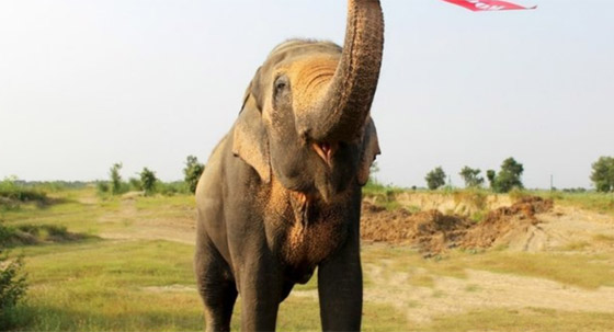 أقدم أفيال في العالم: قصصهم ستخطف قلبك صورة رقم 5