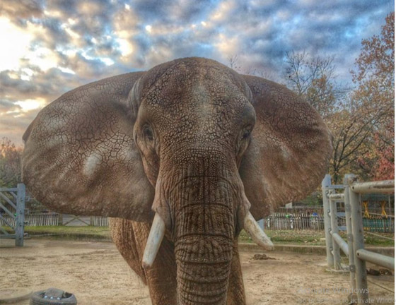 أقدم أفيال في العالم: قصصهم ستخطف قلبك صورة رقم 6