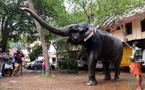 أقدم أفيال في العالم: قصصهم ستخطف قلبك صورة رقم 7