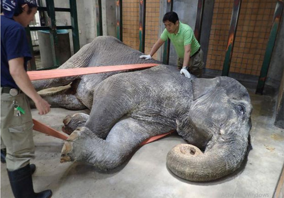 أقدم أفيال في العالم: قصصهم ستخطف قلبك صورة رقم 9