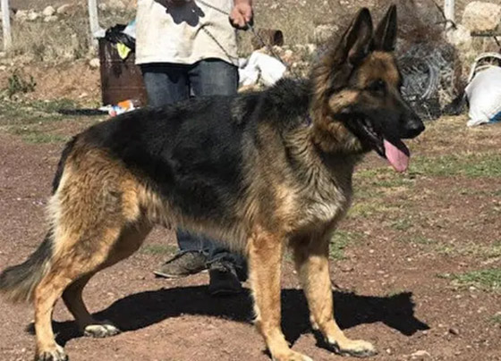 قتل زوجته بالمطرقة ودفنها بحديقة المنزل.. وكلب يكتشف الجريمة! صورة رقم 2 قتل زوجته بالمطرقة ودفنها بحديقة المنزل.. وكلب يكتشف الجريمة! صورة رقم 2