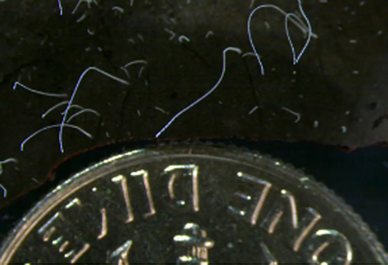 بالصور.. شاهد أكبر بكتيريا بالعالم ترى بالعين المجردة صورة رقم 2