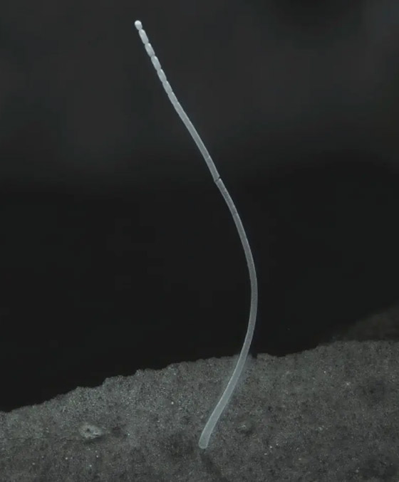 بالصور.. شاهد أكبر بكتيريا بالعالم ترى بالعين المجردة صورة رقم 4