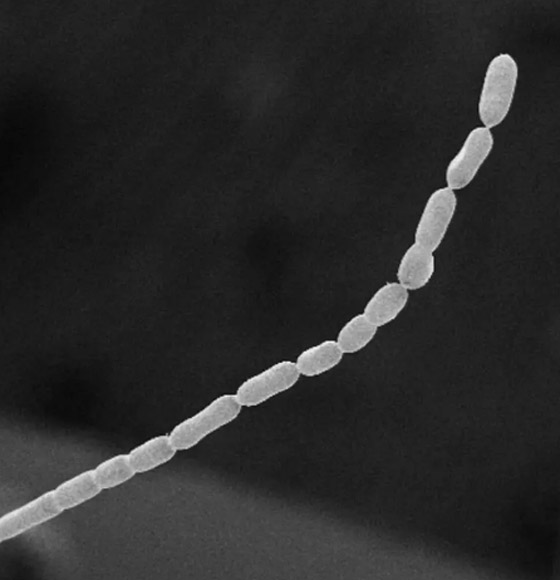 بالصور.. شاهد أكبر بكتيريا بالعالم ترى بالعين المجردة صورة رقم 7