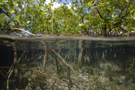 بالصور.. شاهد أكبر بكتيريا بالعالم ترى بالعين المجردة صورة رقم 1