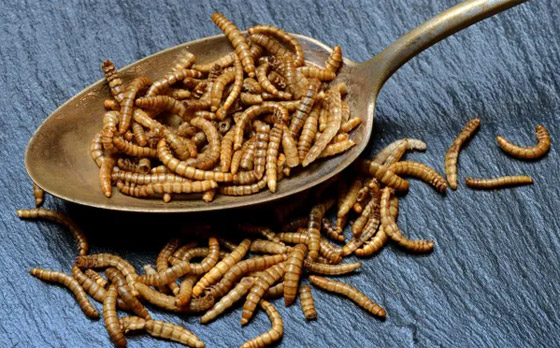 وسط دعوات لأكل الحشرات.. علماء يطورون وجبة من الدود بطعم اللحم! صورة رقم 1