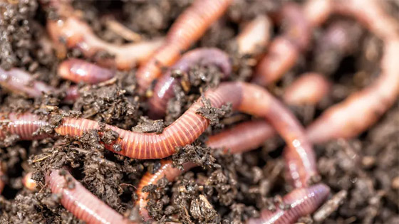 وسط دعوات لأكل الحشرات.. علماء يطورون وجبة من الدود بطعم اللحم! صورة رقم 2