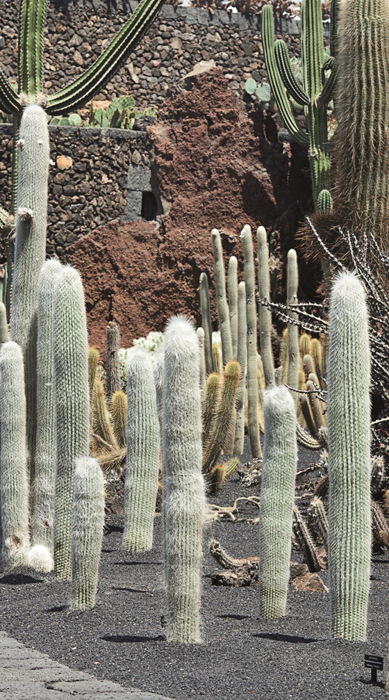 «لانزاروت».. غموض البراكين وسحر الشواطئ صورة رقم 6