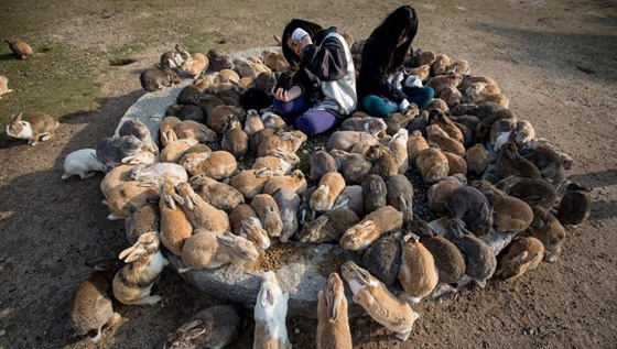 أغرب الأشياء بالعالم: أم بالغة من العُمر 5 سنوات ودجاجة تعيش دون رأس صورة رقم 1