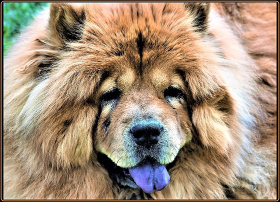 أغرب الأشياء بالعالم: أم بالغة من العُمر 5 سنوات ودجاجة تعيش دون رأس صورة رقم 7