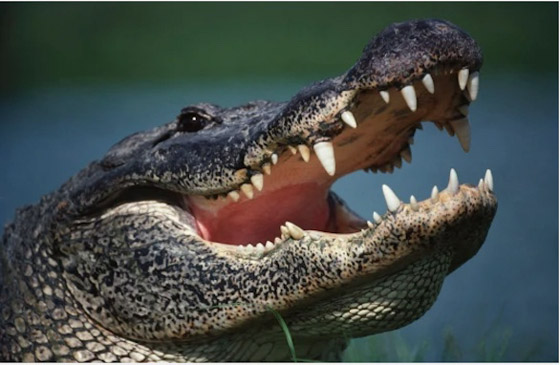 يظل حياً 3 أيام في الغابة بعد أن التهم تمساح ذراعه صورة رقم 3