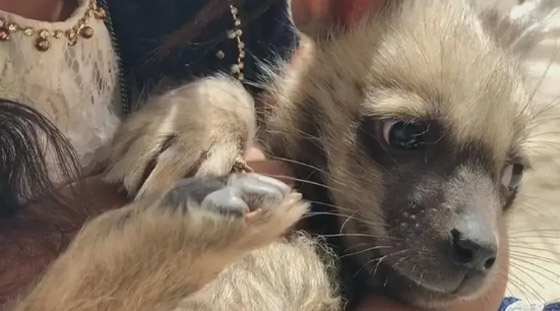 يهرب مخدرات ويقلب الدماغ.. قدرات الضباع تشغل التواصل صورة رقم 5