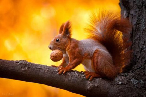 الأبقار لديها أصدقاء مقربون...حقائق ستجعلك تبتسم صورة رقم 3