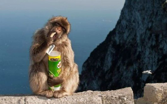 الأبقار لديها أصدقاء مقربون...حقائق ستجعلك تبتسم صورة رقم 4