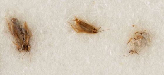 أغرب 10 قطع تم بيعها في المزادات.. هل تنضم أغرب 10 قطع تم بيعها في المزادات.. هل تنضم