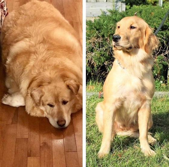 7 حيوانات أليفة فقدت بعض الوزن…ازدادوا جاذبية صورة رقم 1 7 حيوانات أليفة فقدت بعض الوزن…ازدادوا جاذبية صورة رقم 1