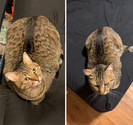 7 حيوانات أليفة فقدت بعض الوزن…ازدادوا جاذبية صورة رقم 2 7 حيوانات أليفة فقدت بعض الوزن…ازدادوا جاذبية صورة رقم 2