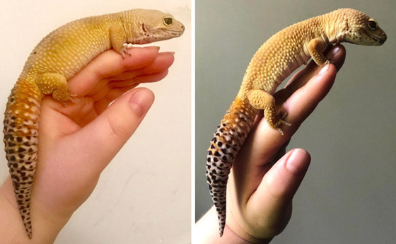 7 حيوانات أليفة فقدت بعض الوزن…ازدادوا جاذبية صورة رقم 3 7 حيوانات أليفة فقدت بعض الوزن…ازدادوا جاذبية صورة رقم 3