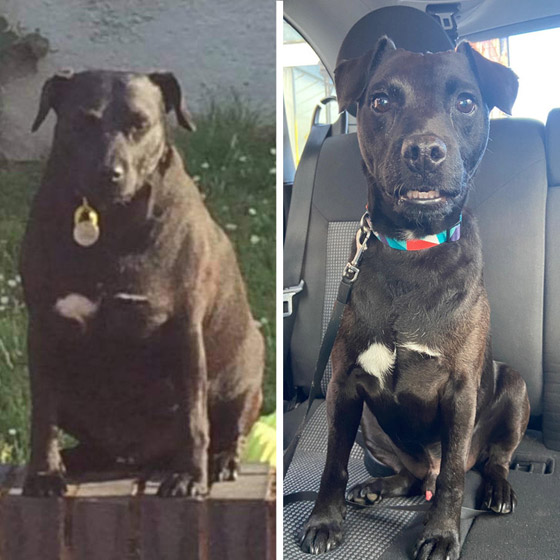 7 حيوانات أليفة فقدت بعض الوزن…ازدادوا جاذبية صورة رقم 5 7 حيوانات أليفة فقدت بعض الوزن…ازدادوا جاذبية صورة رقم 5