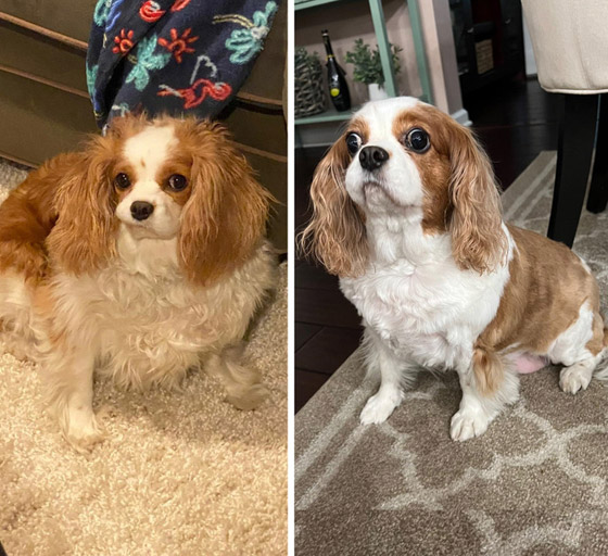 7 حيوانات أليفة فقدت بعض الوزن…ازدادوا جاذبية صورة رقم 6 7 حيوانات أليفة فقدت بعض الوزن…ازدادوا جاذبية صورة رقم 6