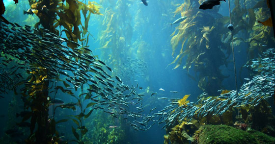 اكتشاف غابات مخفية في أعماق المحيط تغطي مساحة الهند مرتين! صورة رقم 6