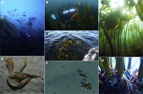 اكتشاف غابات مخفية في أعماق المحيط تغطي مساحة الهند مرتين! صورة رقم 1