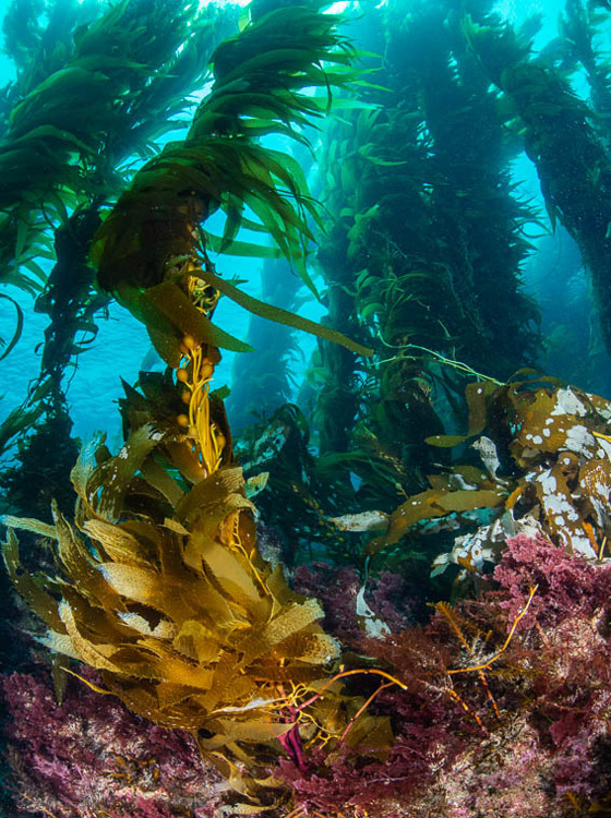 اكتشاف غابات مخفية في أعماق المحيط تغطي مساحة الهند مرتين! صورة رقم 4