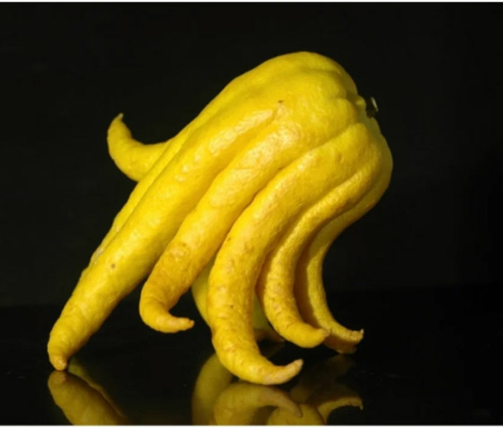 7 فواكه غريبة ونادرة لم تسمع عنها من قبل.. رقم 5 مفاجأة صورة رقم 7