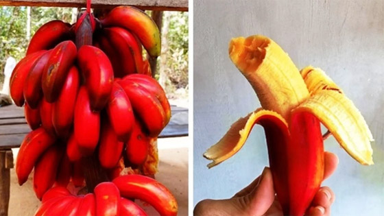 7 فواكه غريبة ونادرة لم تسمع عنها من قبل.. رقم 5 مفاجأة صورة رقم 4