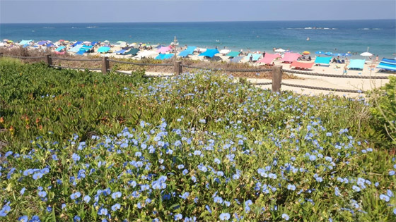 اكتشاف آثار فرعونية في إسرائيل: سرداب لدفن الموتى من زمن رمسيس الثاني صورة رقم 8 اكتشاف آثار فرعونية في إسرائيل: سرداب لدفن الموتى من زمن رمسيس الثاني صورة رقم 8