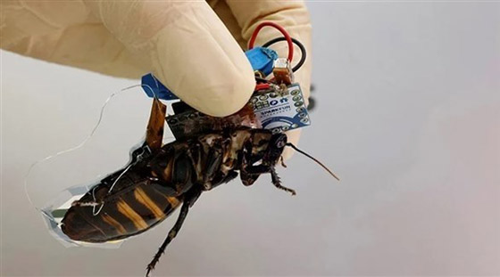 اليابان تستعين بالصراصير للبحث عن ناجين في الكوارث صورة رقم 2