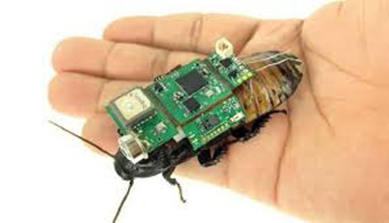 اليابان تستعين بالصراصير للبحث عن ناجين في الكوارث صورة رقم 4