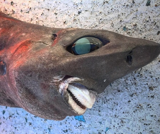 صياد يعثر على كائن بحري غريب.. 