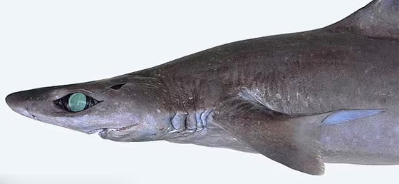 صياد يعثر على كائن بحري غريب.. 