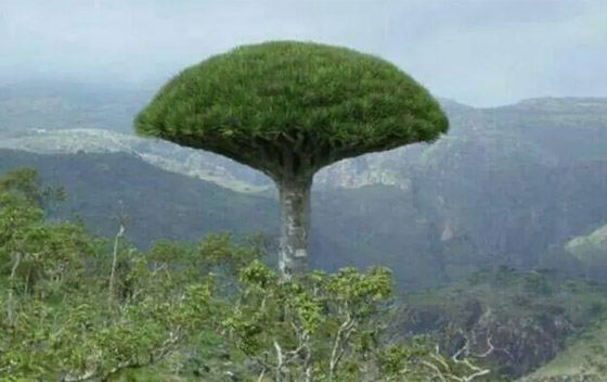 بالصور: أندر شجرة بالعالم في اليمن.. تنزف سائلا أحمر كالدم! صورة رقم 4