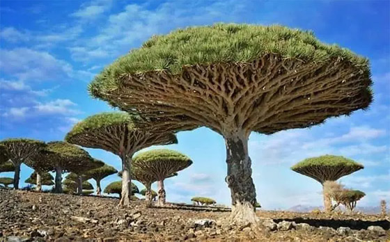 بالصور: أندر شجرة بالعالم في اليمن.. تنزف سائلا أحمر كالدم! صورة رقم 5