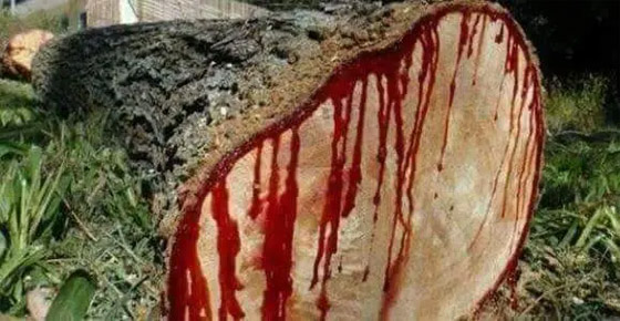 بالصور: أندر شجرة بالعالم في اليمن.. تنزف سائلا أحمر كالدم! صورة رقم 6