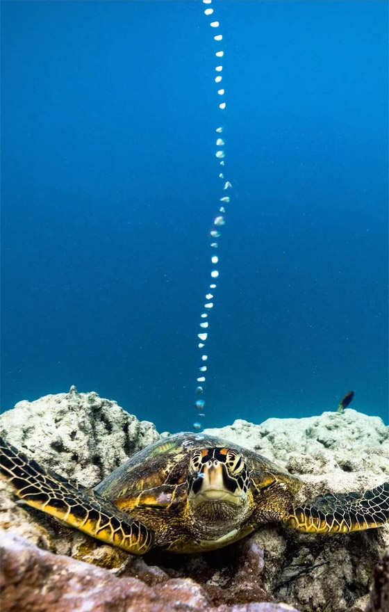 بشخصيتها المرحة.. سلحفاة تقيم 