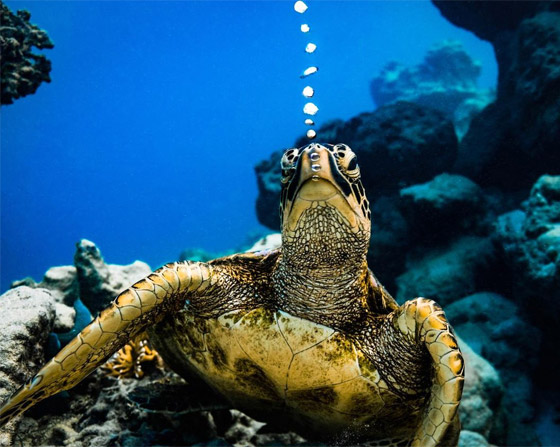 بشخصيتها المرحة.. سلحفاة تقيم 