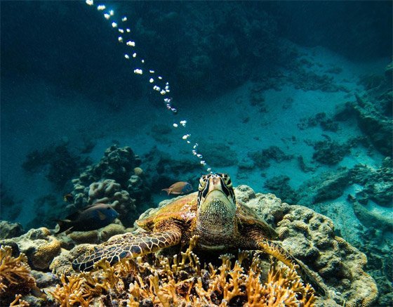 بشخصيتها المرحة.. سلحفاة تقيم 