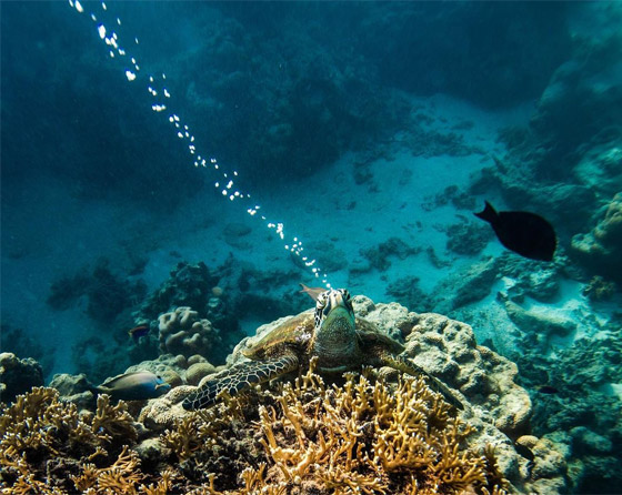 بشخصيتها المرحة.. سلحفاة تقيم 