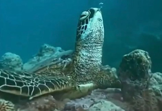 بشخصيتها المرحة.. سلحفاة تقيم 