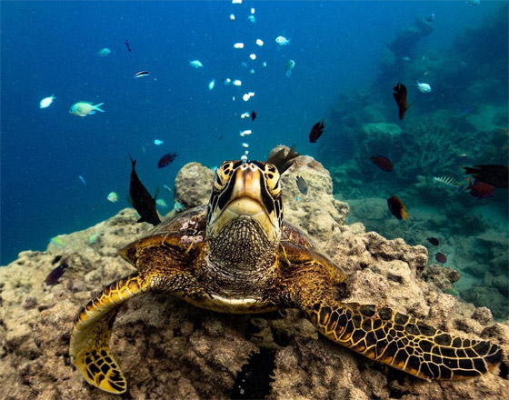 بشخصيتها المرحة.. سلحفاة تقيم 