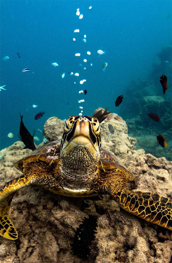 بشخصيتها المرحة.. سلحفاة تقيم 