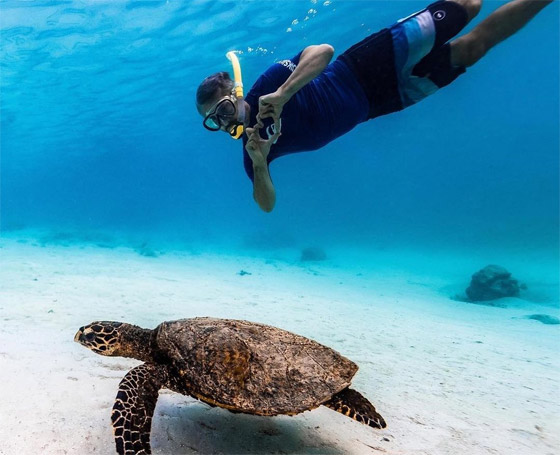 بشخصيتها المرحة.. سلحفاة تقيم 