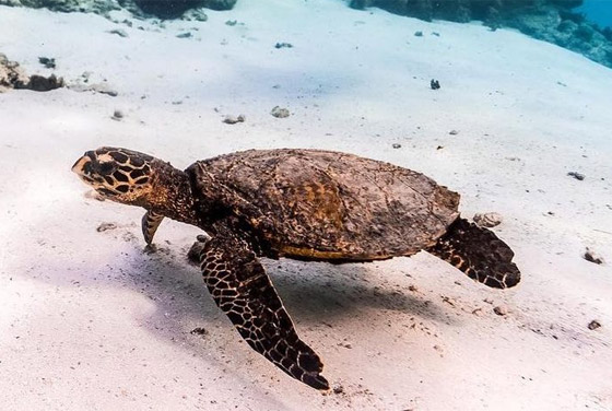 بشخصيتها المرحة.. سلحفاة تقيم 