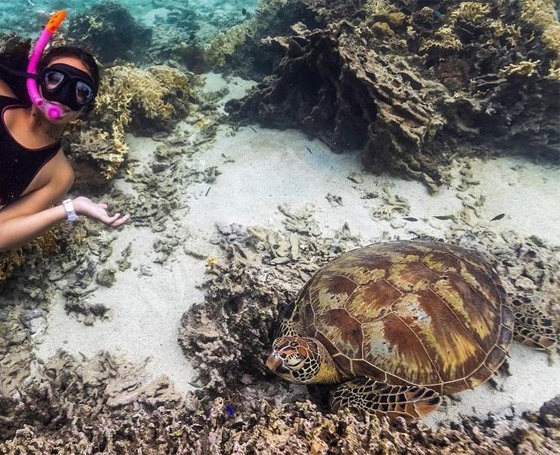 بشخصيتها المرحة.. سلحفاة تقيم 